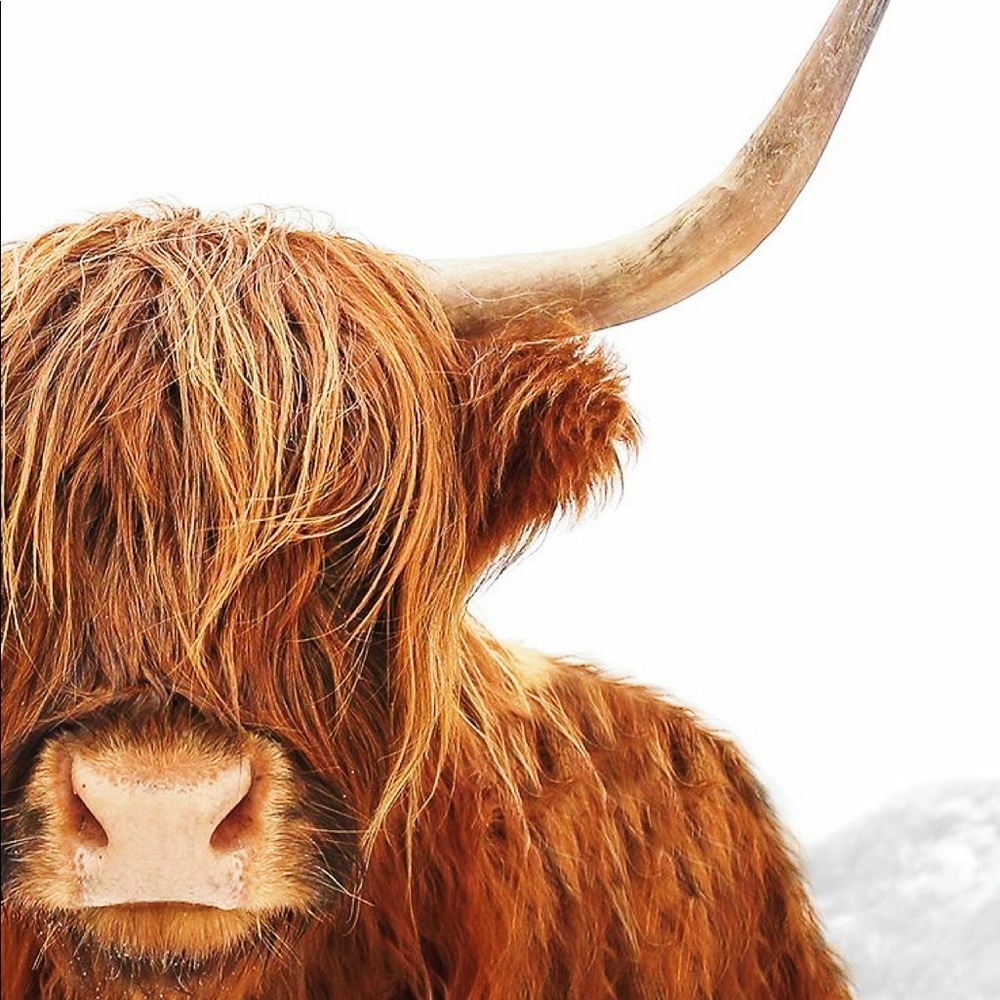 Shaggy highland cow - orange/rust color 8.5x11 inches